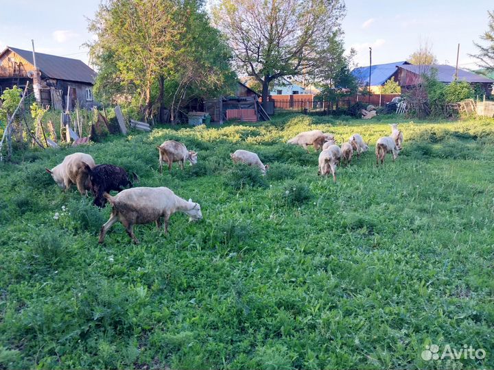 Молочные козы