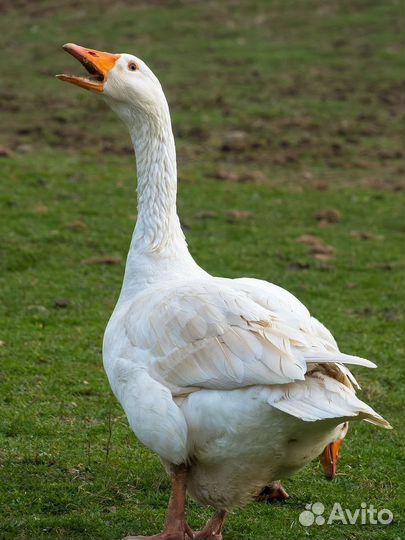 Гуси живым весом