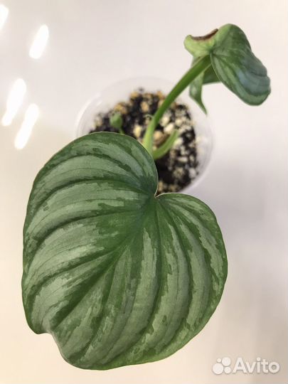 Филодендрон Мамей