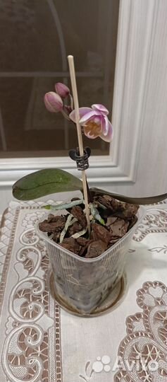 Орхидея фаленопсис мини