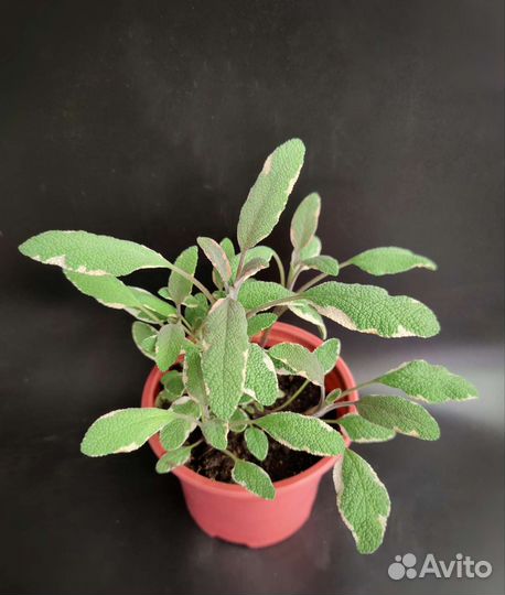 Шалфей лекарственный, ананасный, смородиновый за