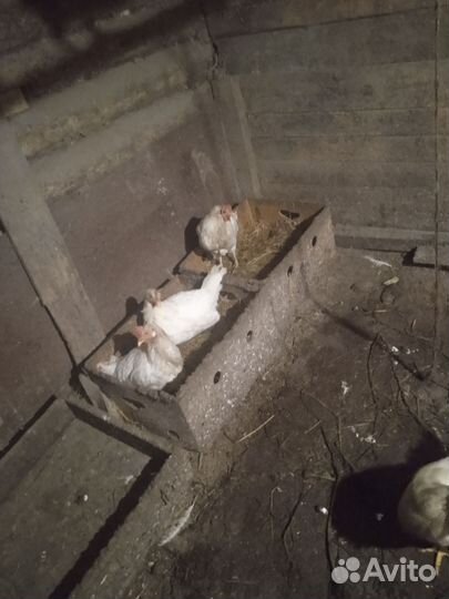 Куры несушки