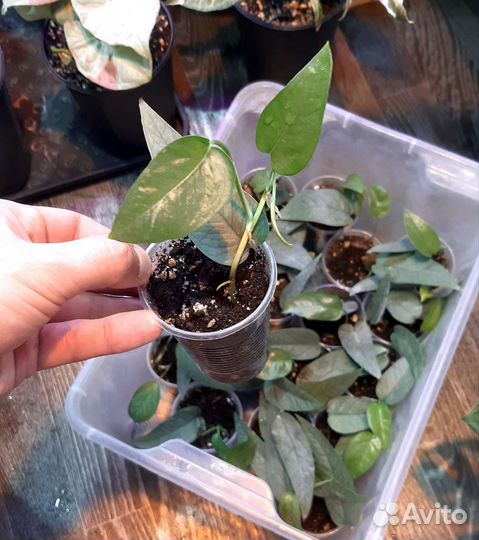 Монстера Silver Leaf