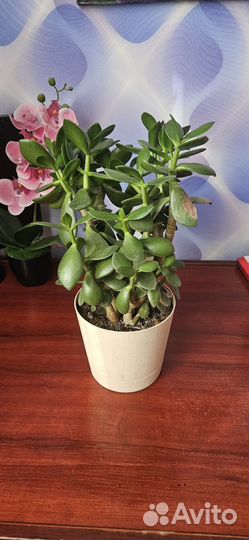 Толстянка или денежное дерево