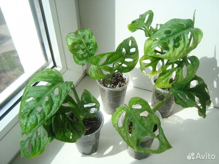 Монстеры, эпипремнум, сциндапсус