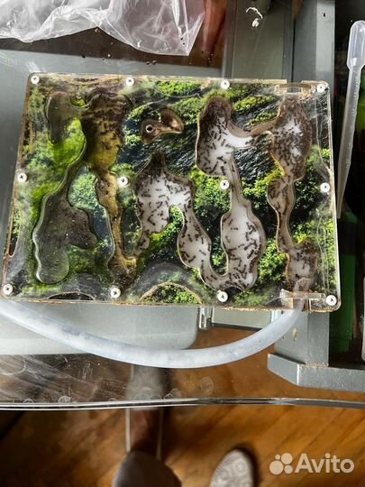 Муравьиная ферма с муравьями