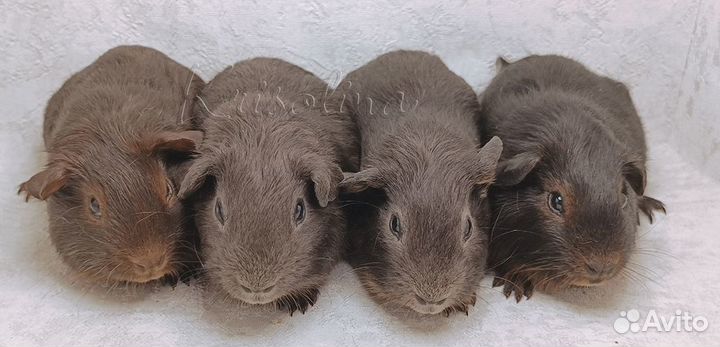 Морская свинка короткошерстная