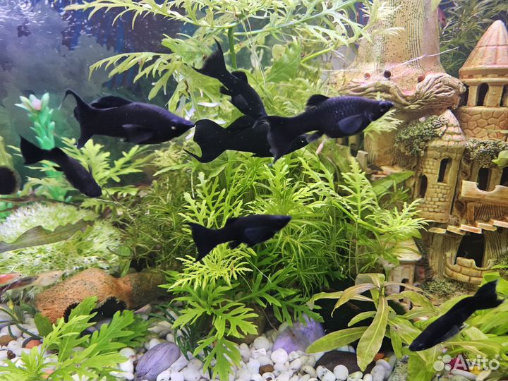 Аквариумные креветки, растения, рыбки