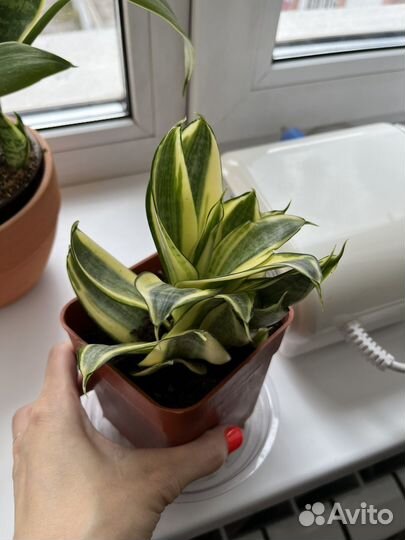 Сансевиерия голден ханни