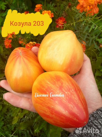 Семена томатов Козула