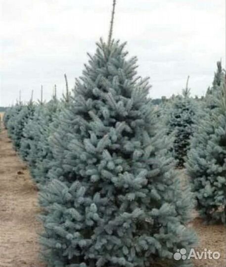 Ель голубая фат Альберт