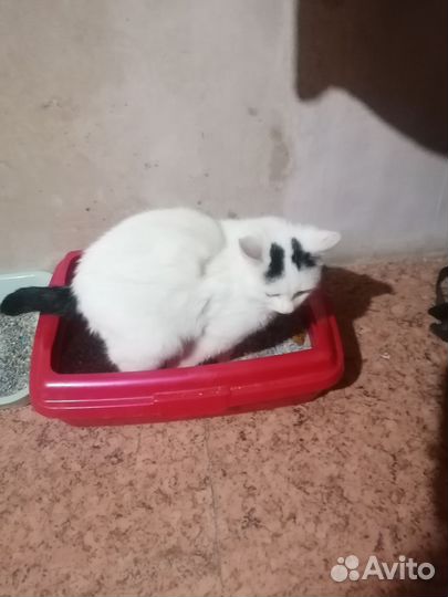 Кошечка найдёныш