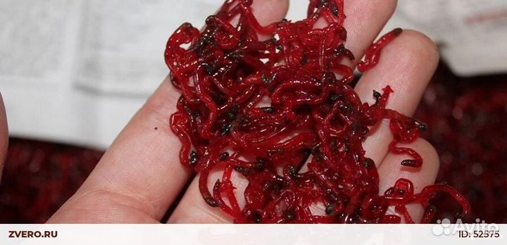 Мотыль живой