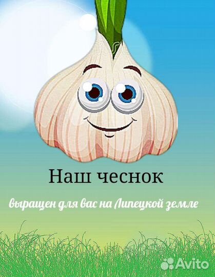 Чеснок сортовой