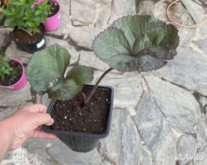 Бузульник Брит Мари Крауфорд