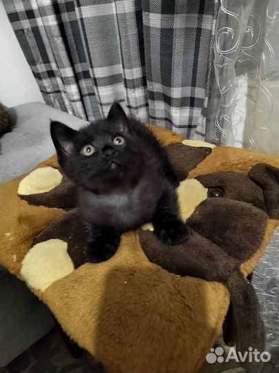 Котенок в добрые руки