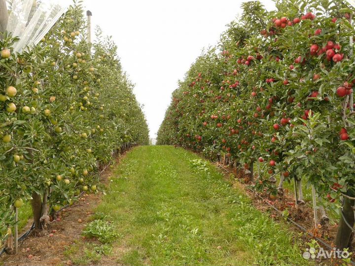 Яблоки груши Оптом