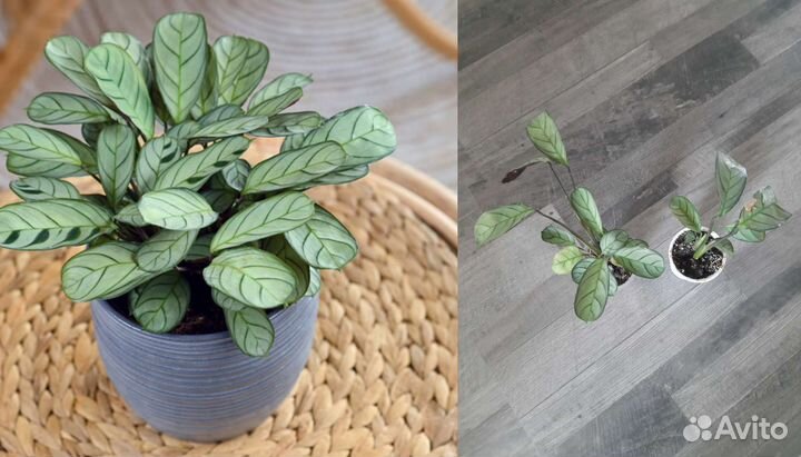 Комнатные растения