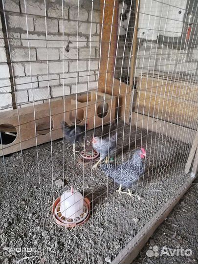Петушки плимутрока