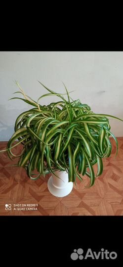 Хлорофитум кудрявый