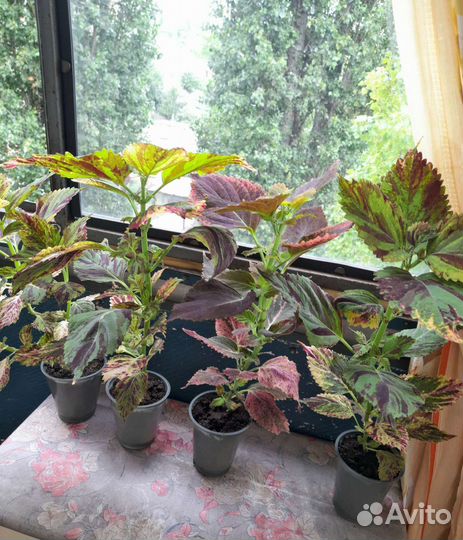 Колеусы вегетативные