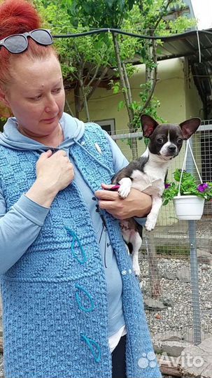 Щенки чихуахуа