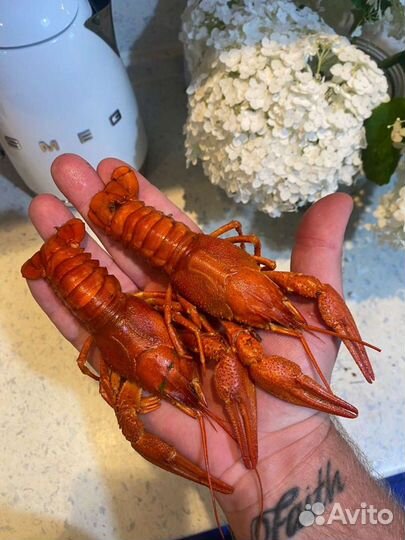 Живые и варёные раки 24/7