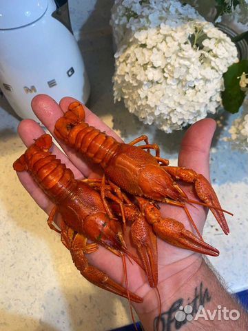 Живые и варёные раки 24/7