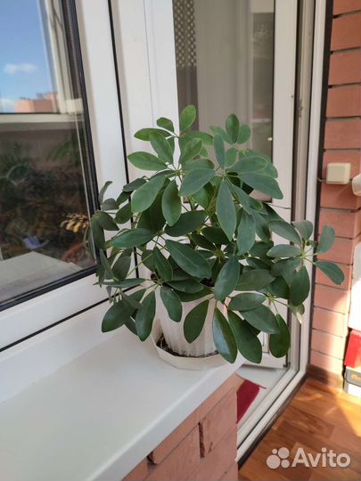 Комнатные цветы