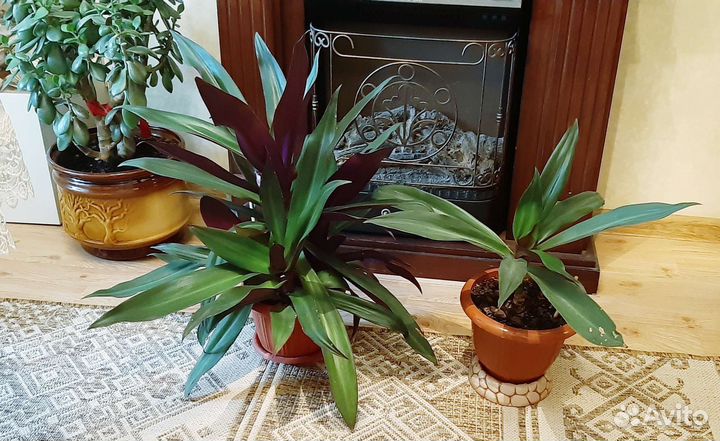 Рэо - цветок комнатный