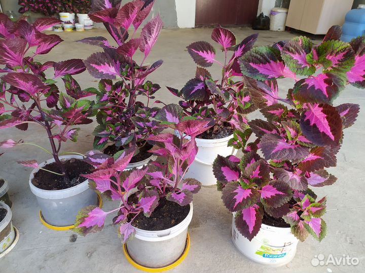 Комнатные цветы