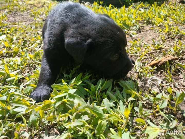 Лабрадор ретривер