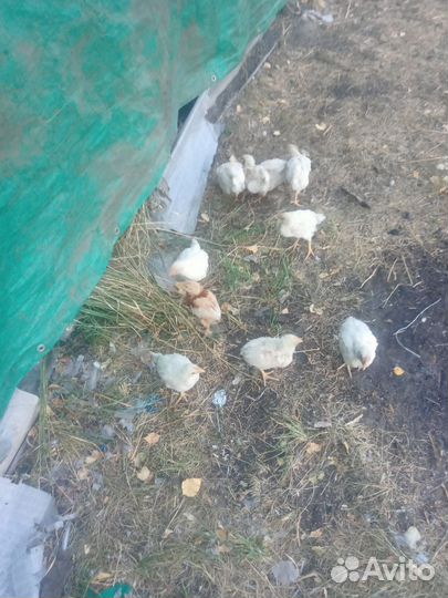 Цыплята бройлеры