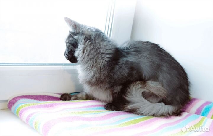 Котик Шуня в дар