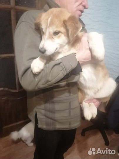 Щенки коротколапики