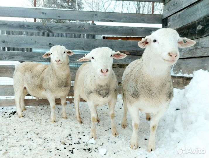 Белый Дорпер (ягнята)