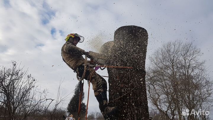 Пильщик-водитель