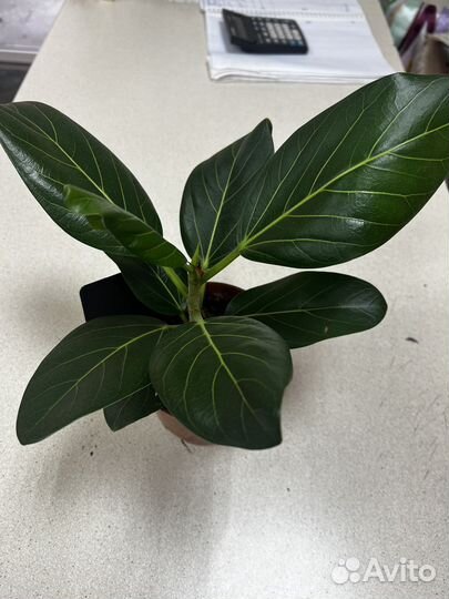 Фикус бенгальский одри