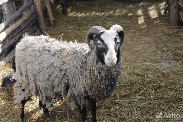 Овцы, бараны, ягнята