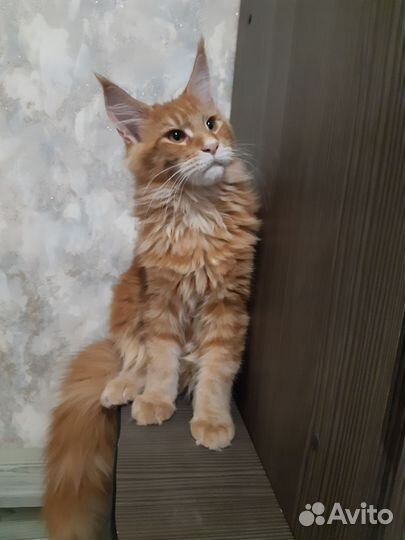 Котята мейн-кун