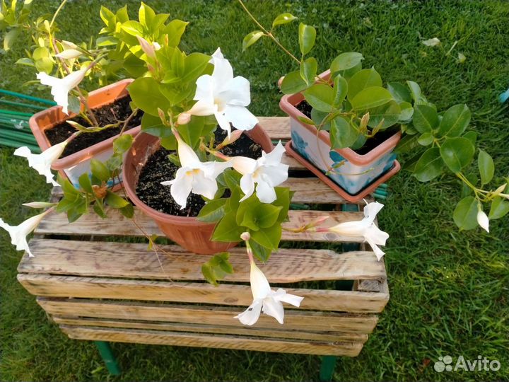 Дипладения, лиана