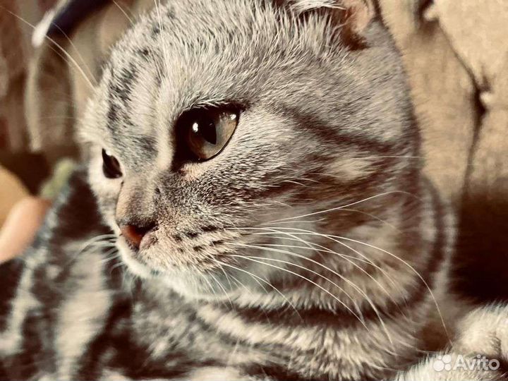 Шотландский вислоухий