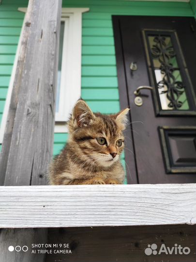 Сибирские котята