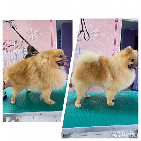 Груминг (стрижка собак и кошек)