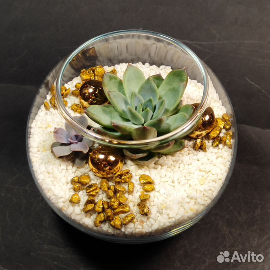 Флорариум / Мини-сад с суккулентами (в наличии)