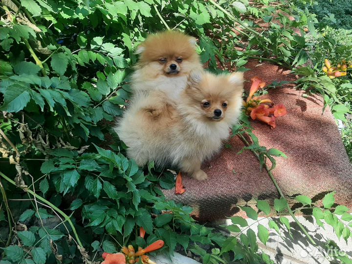 Щенки шпица