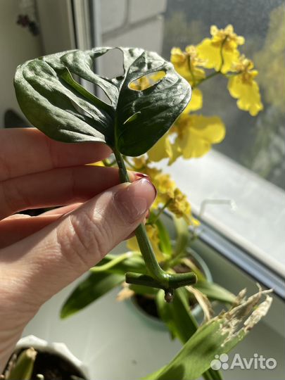 Монстера микс