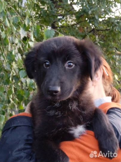 Маленькая девчушечка в поисках своего хозяина