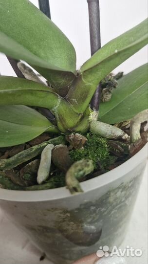 Орхидея Дикий Персик