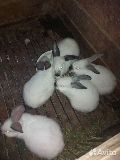 Калифорнийские кролики